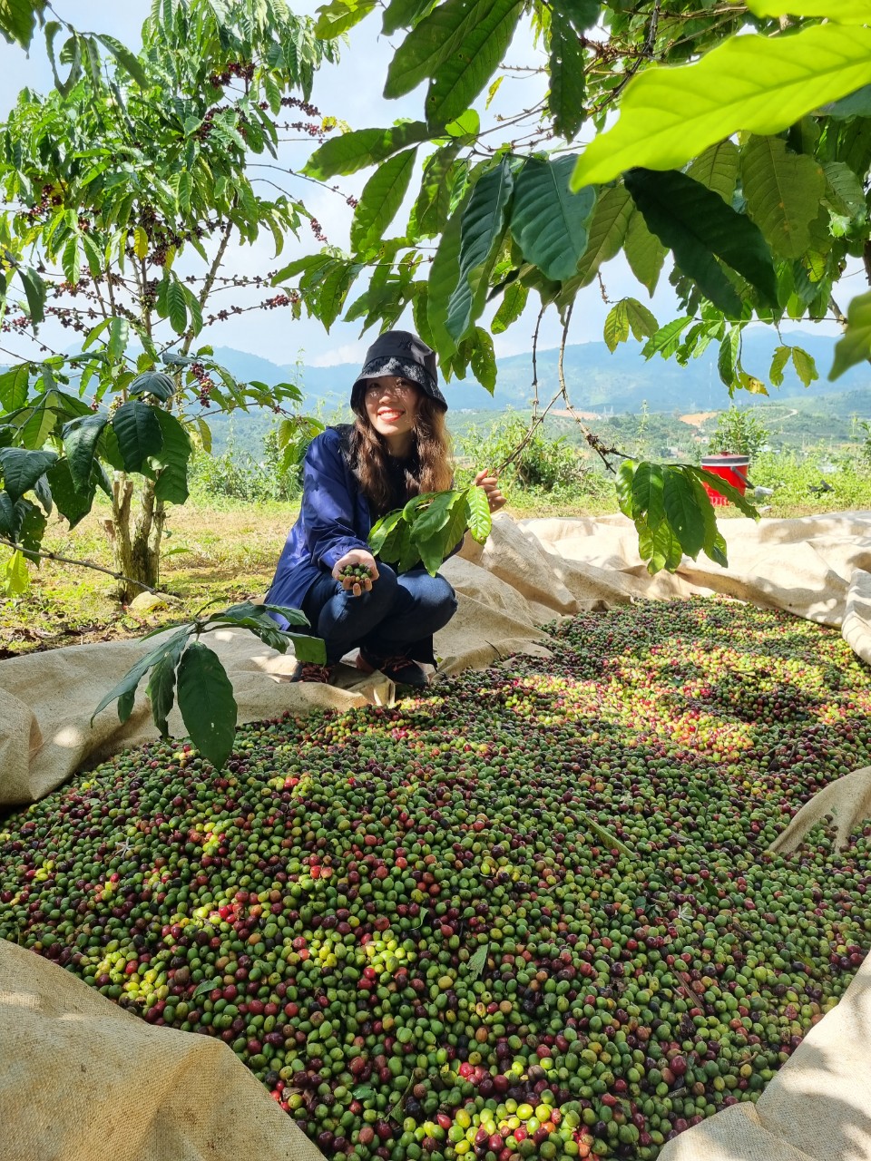 Mùa thu hoạch cà phê Bảo Lộc