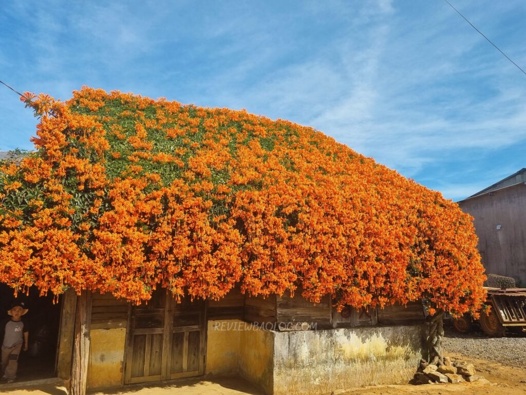 Ngôi nhà hoa xác pháo phủ kín môt màu cam