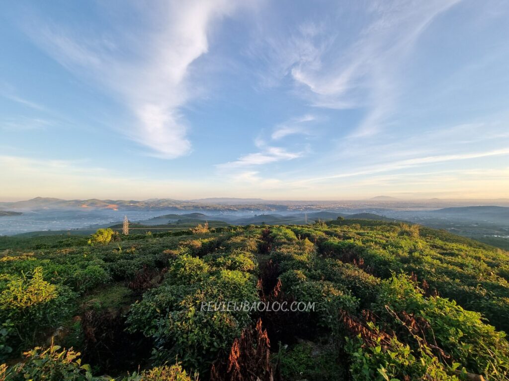 Những đồi chè xanh mướt hoang sơ ở Đồi Lam Sơn